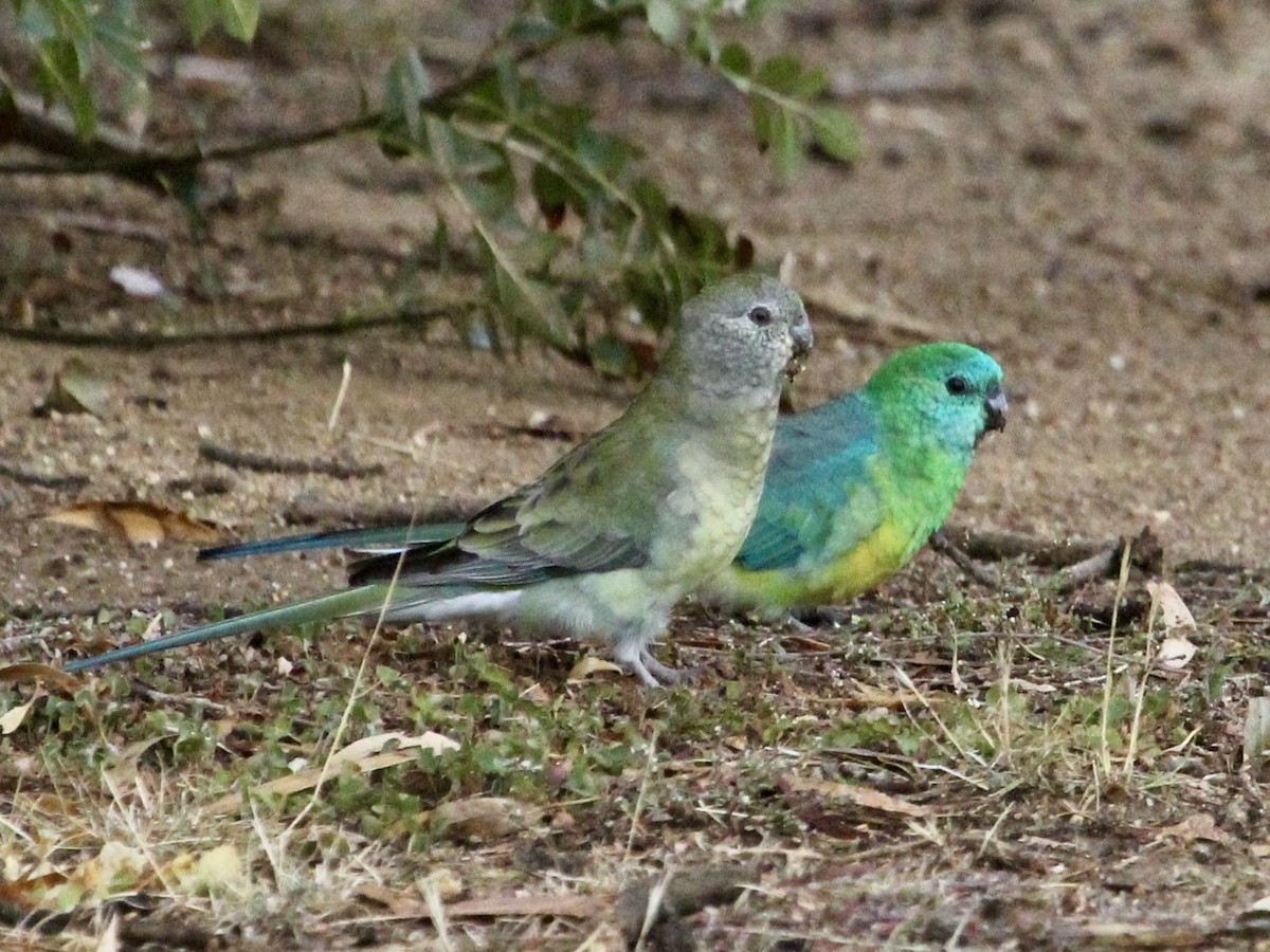 Red-rumped Parrot - ML618337005