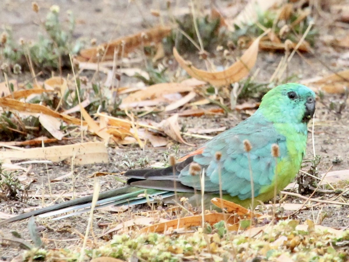 Red-rumped Parrot - ML618337006