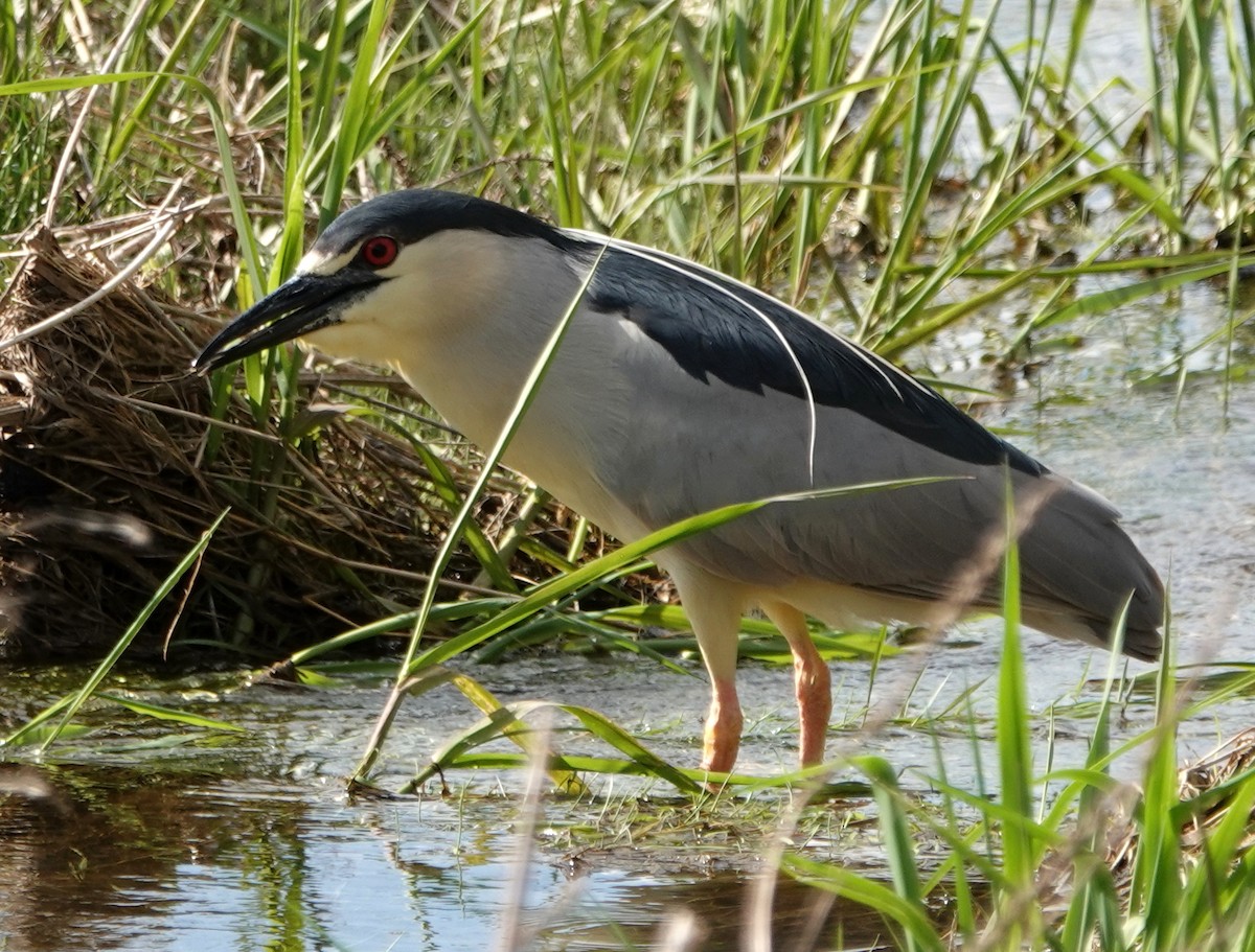 Black-crowned Night Heron - Peter Blancher