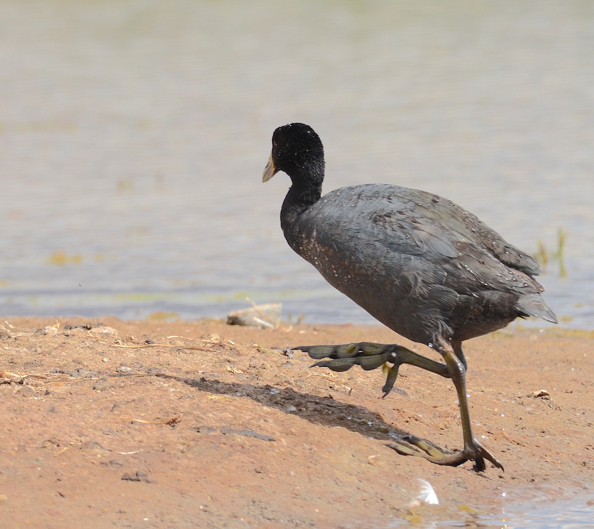 Slate-colored Coot - Andrew Mack