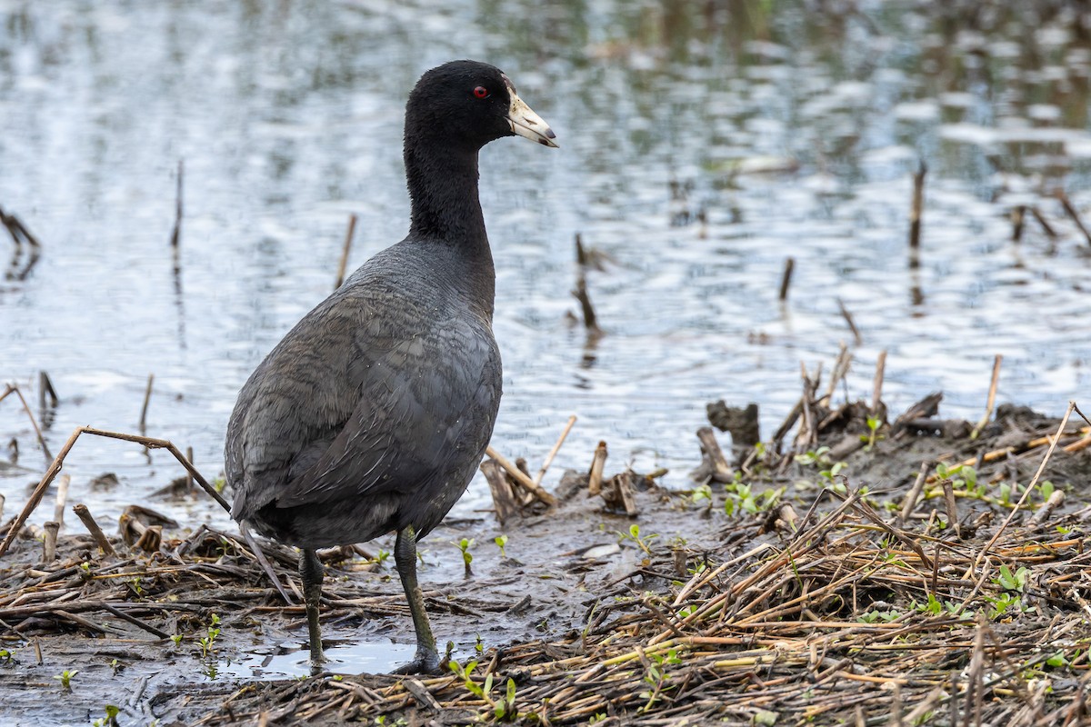 American Coot - ML618337065