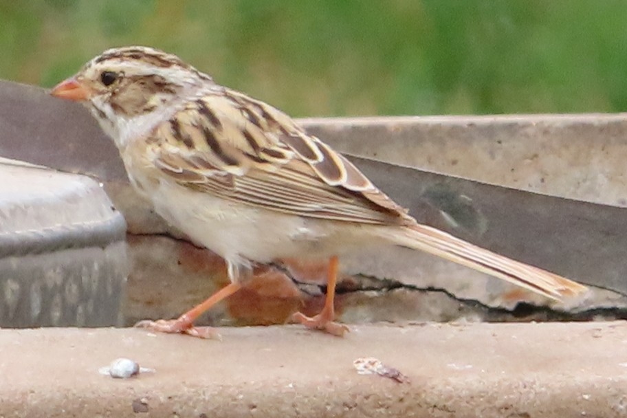 Clay-colored Sparrow - Linda White