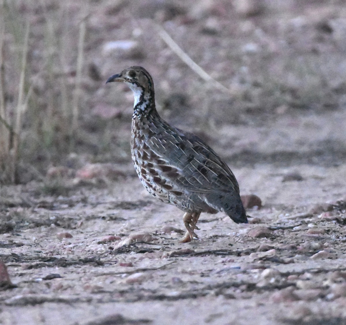 Francolin de Shelley - ML618337083