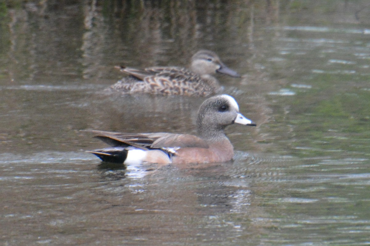 American Wigeon - ML618337135