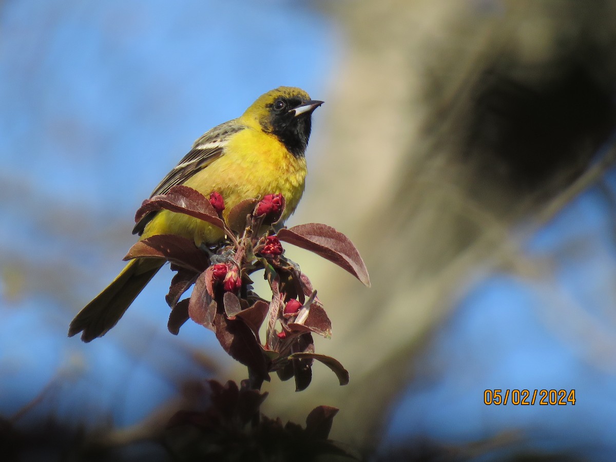 Orchard Oriole - Linda Gardrel