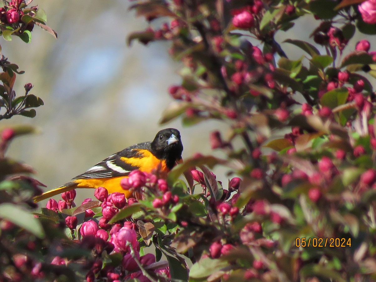 Baltimore Oriole - ML618337164