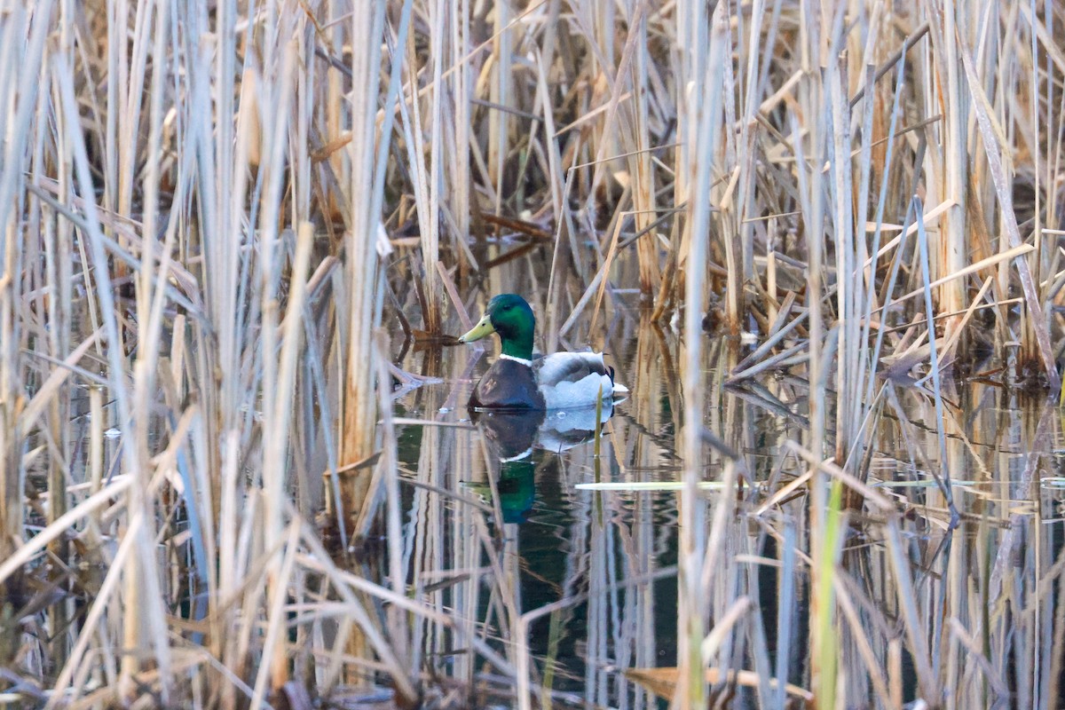 Canard colvert - ML618337174