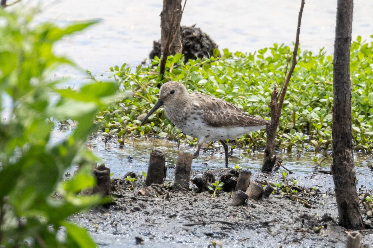 Least Sandpiper - Scott France