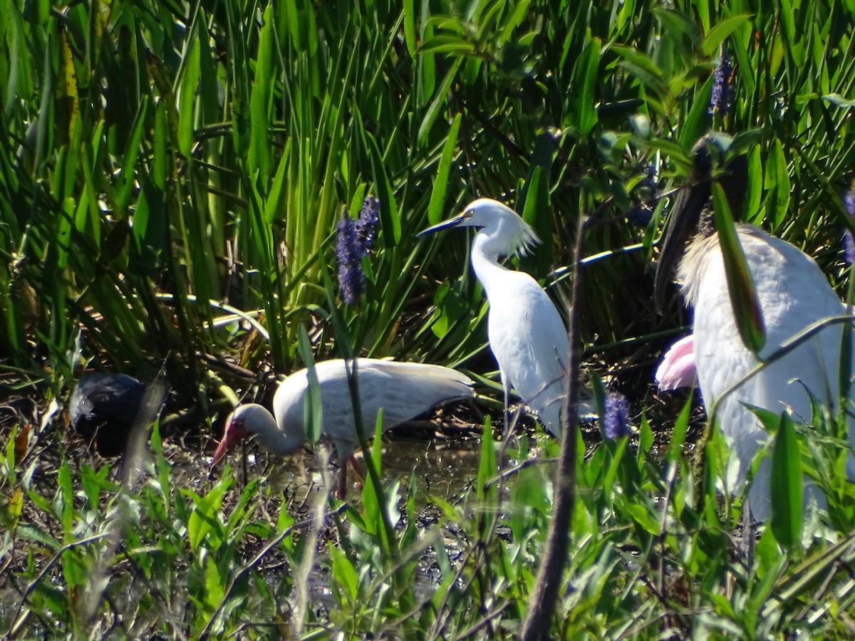 Snowy Egret - Nancy LiPetri