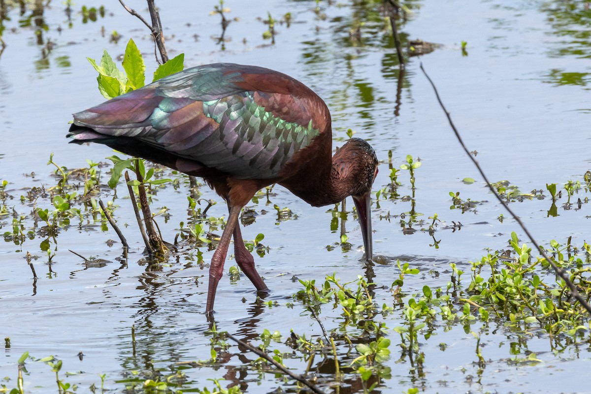 White-faced Ibis - Scott France