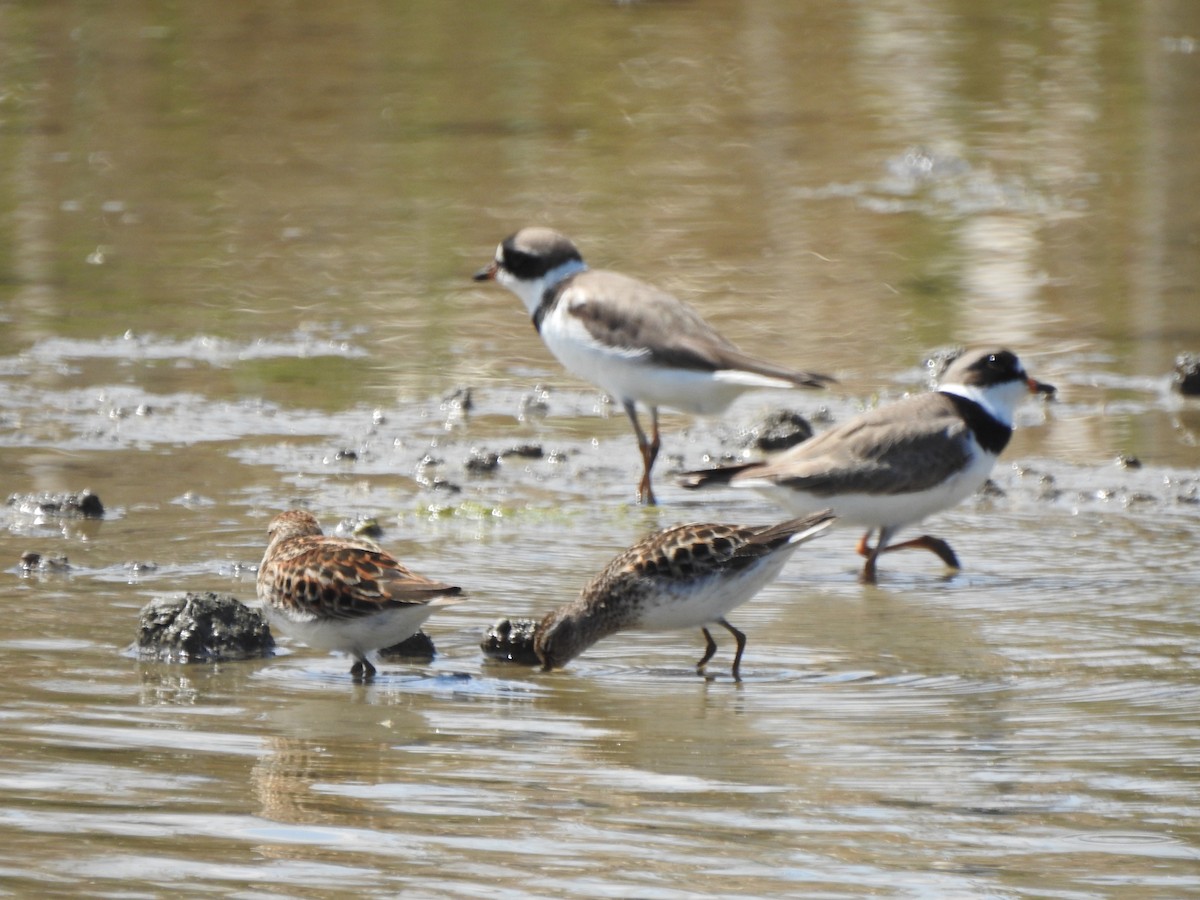 Semipalmated Plover - Ron Marek