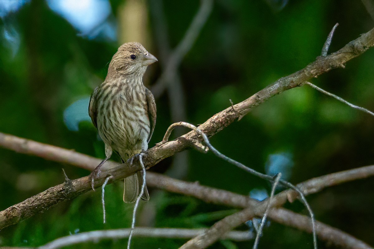 House Finch - George Holt