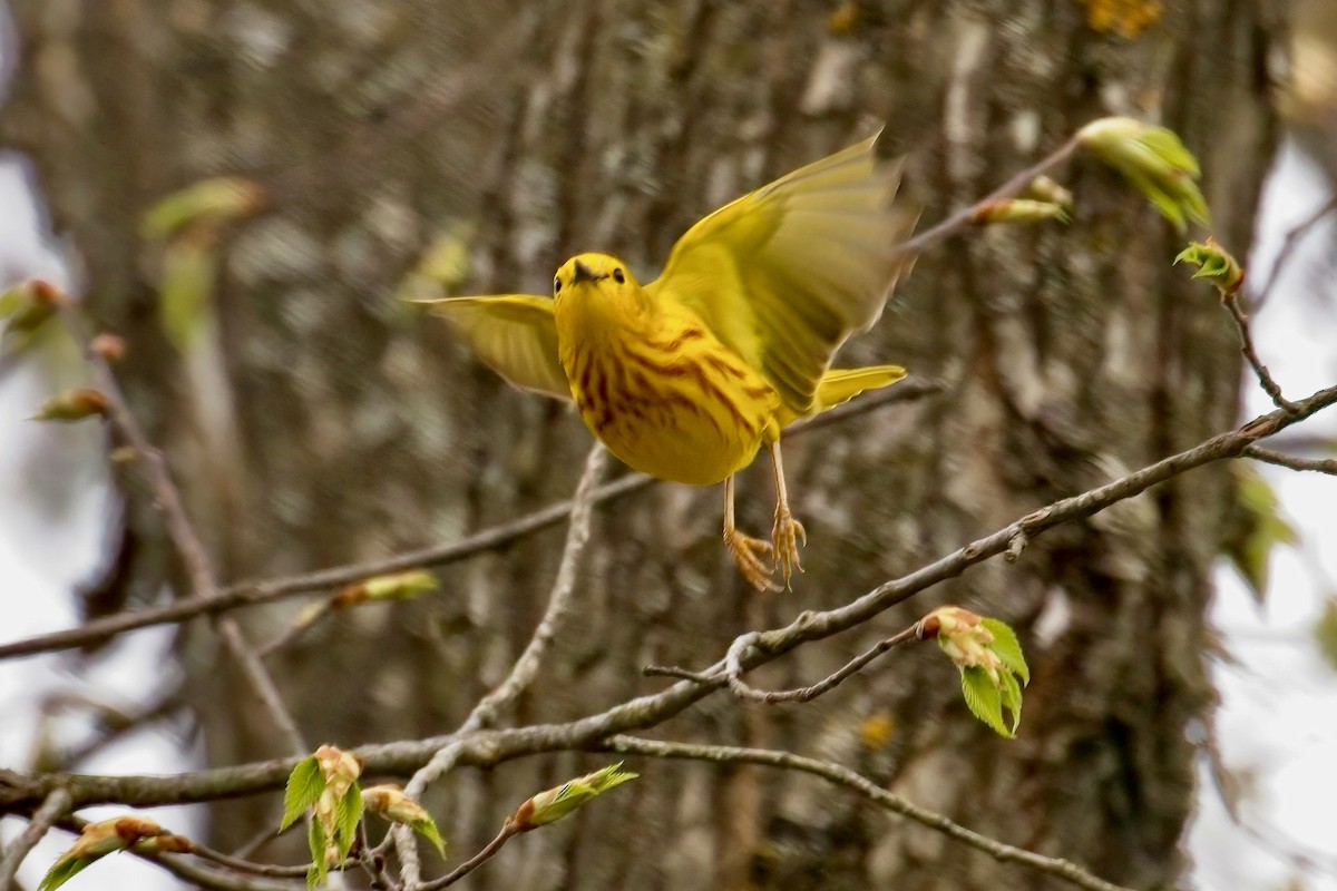 Yellow Warbler - ML618337296