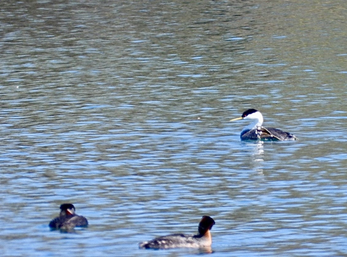 Western Grebe - ML618337390