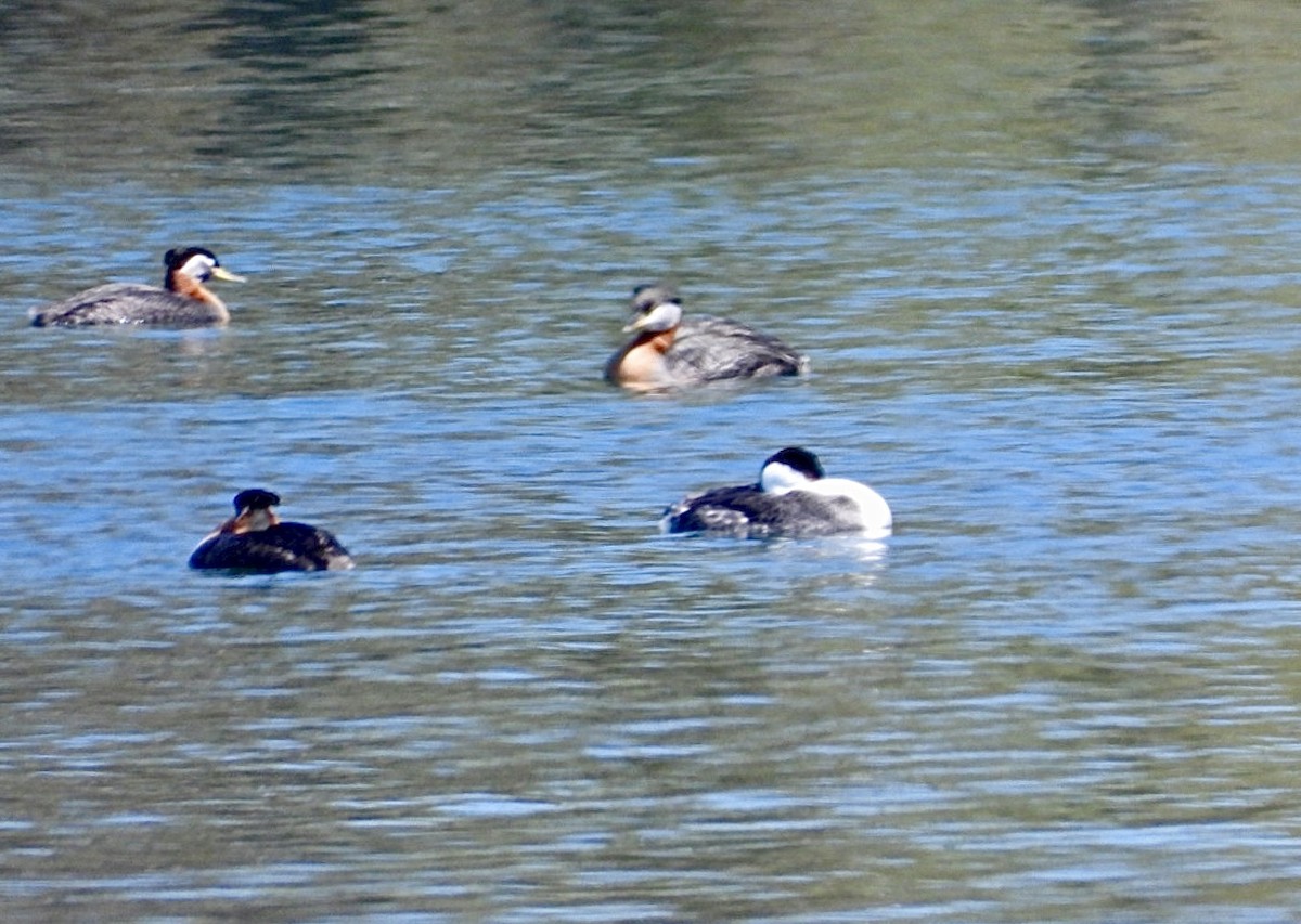 Western Grebe - ML618337393