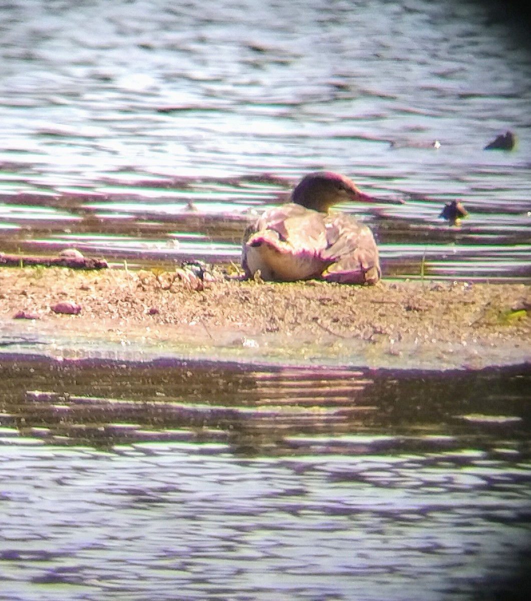 ウミアイサ - ML618337404