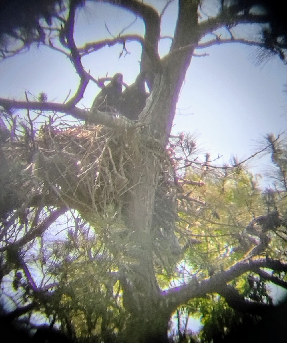 ハクトウワシ - ML618337418