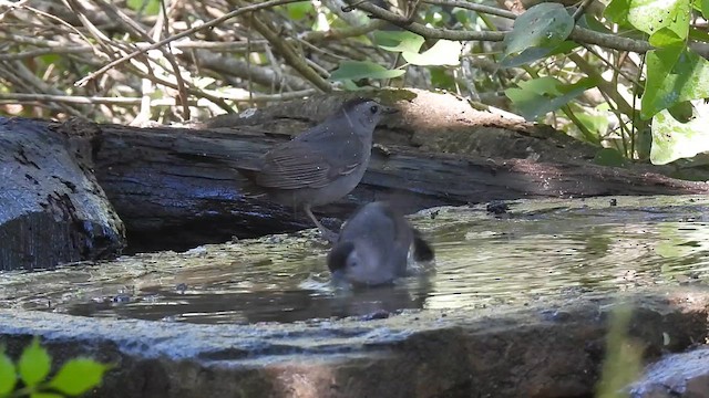 Pájaro Gato Gris - ML618337428