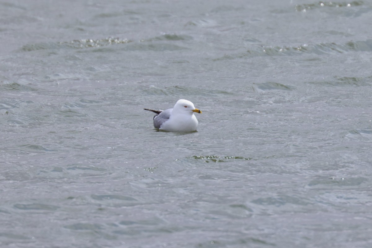 Ring-billed Gull - ML618337431