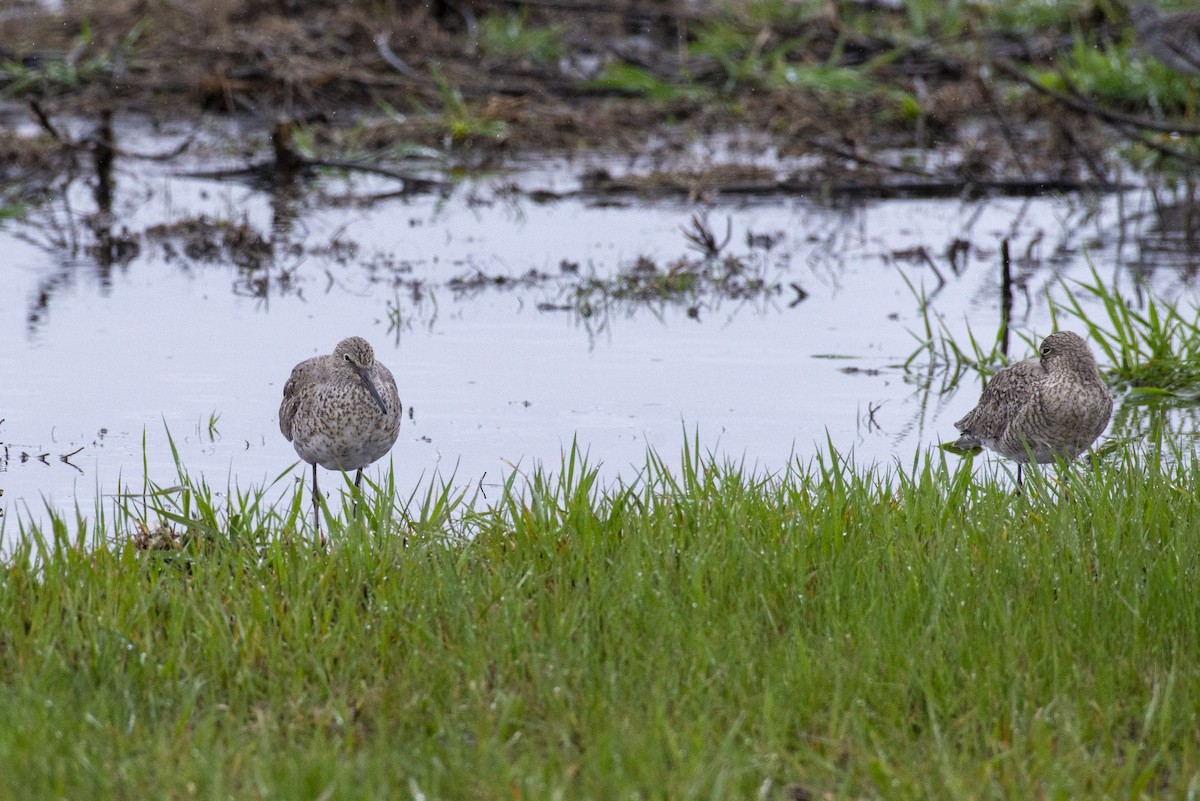 Willet - ML618337456