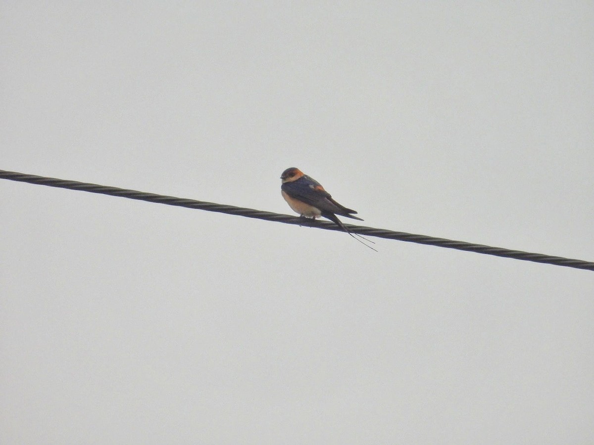 Red-rumped Swallow - Murat Akkaya