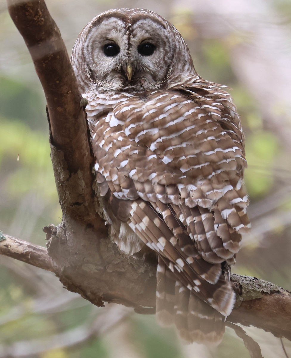 Barred Owl - Erik Nielsen