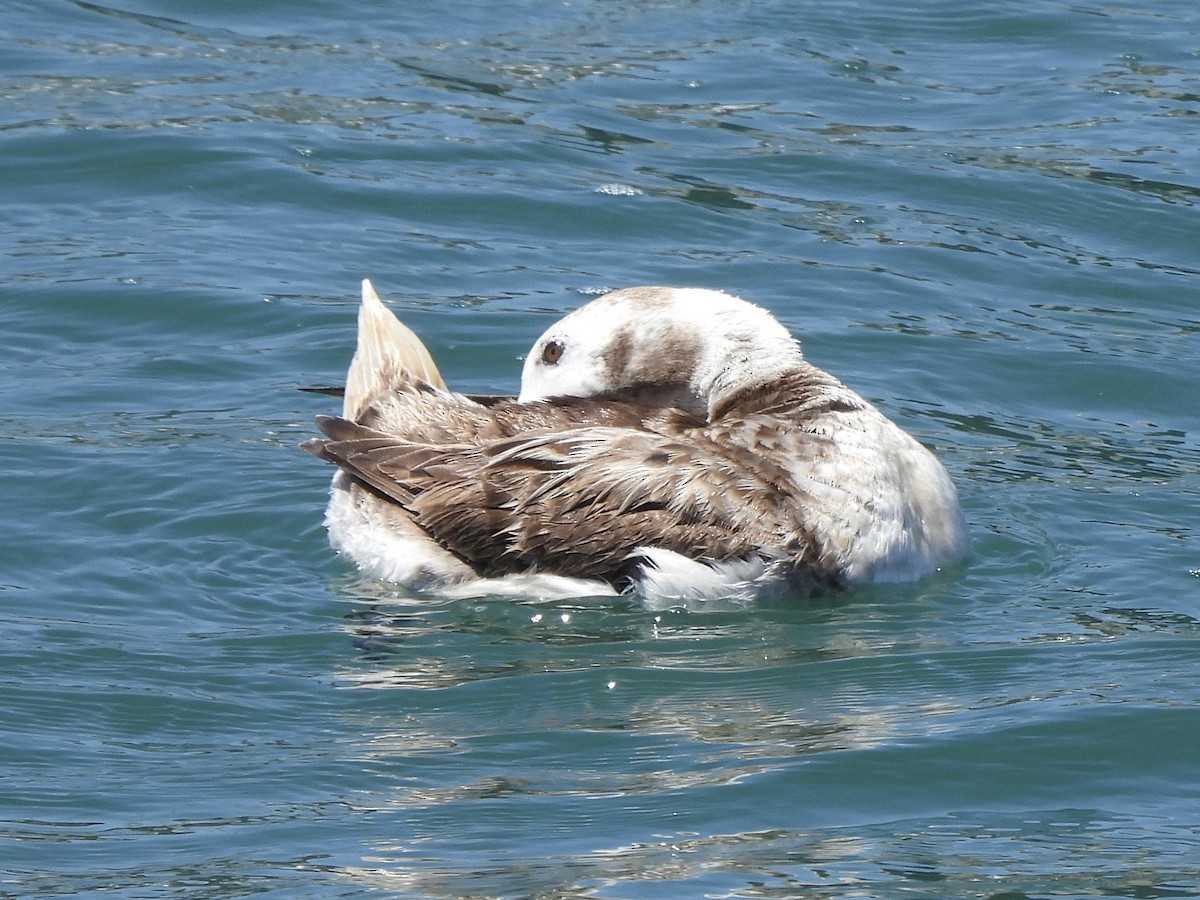 Long-tailed Duck - ML618337484