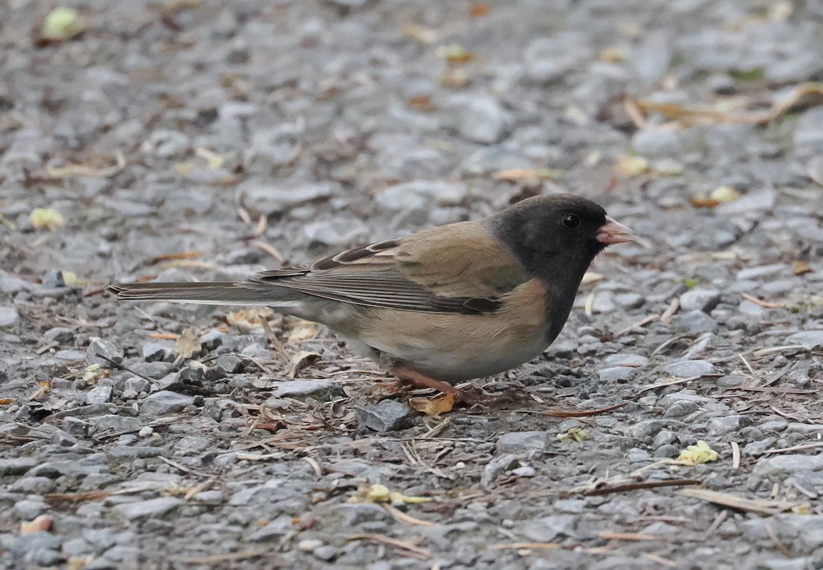 יונקו כהה-עין - ML618337516