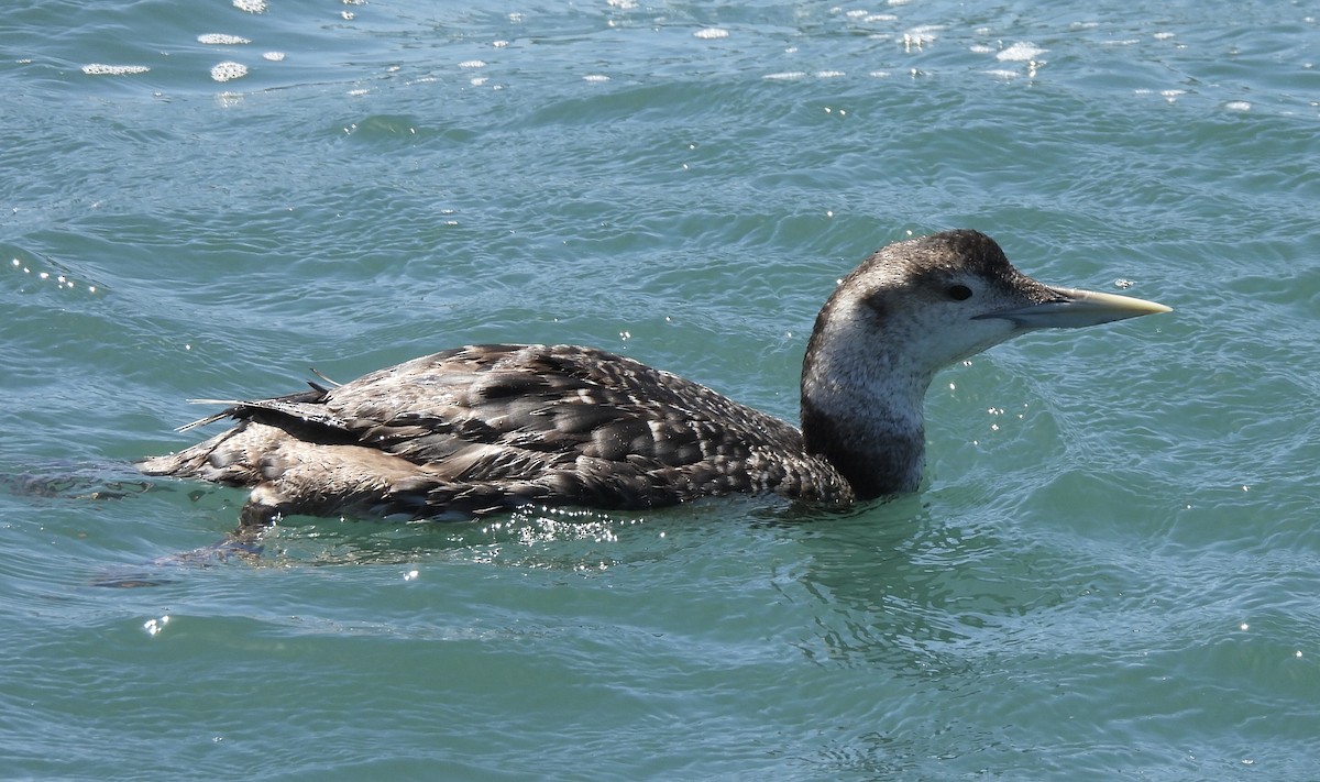 Yellow-billed Loon - ML618337528