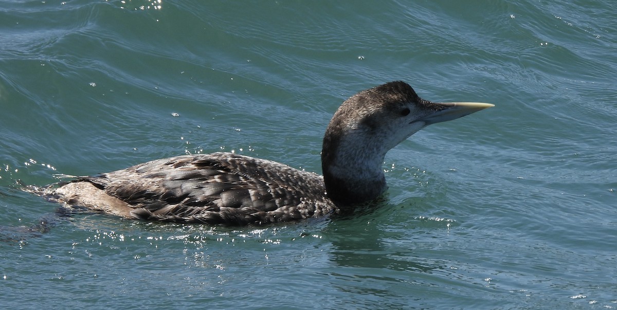 Yellow-billed Loon - ML618337530