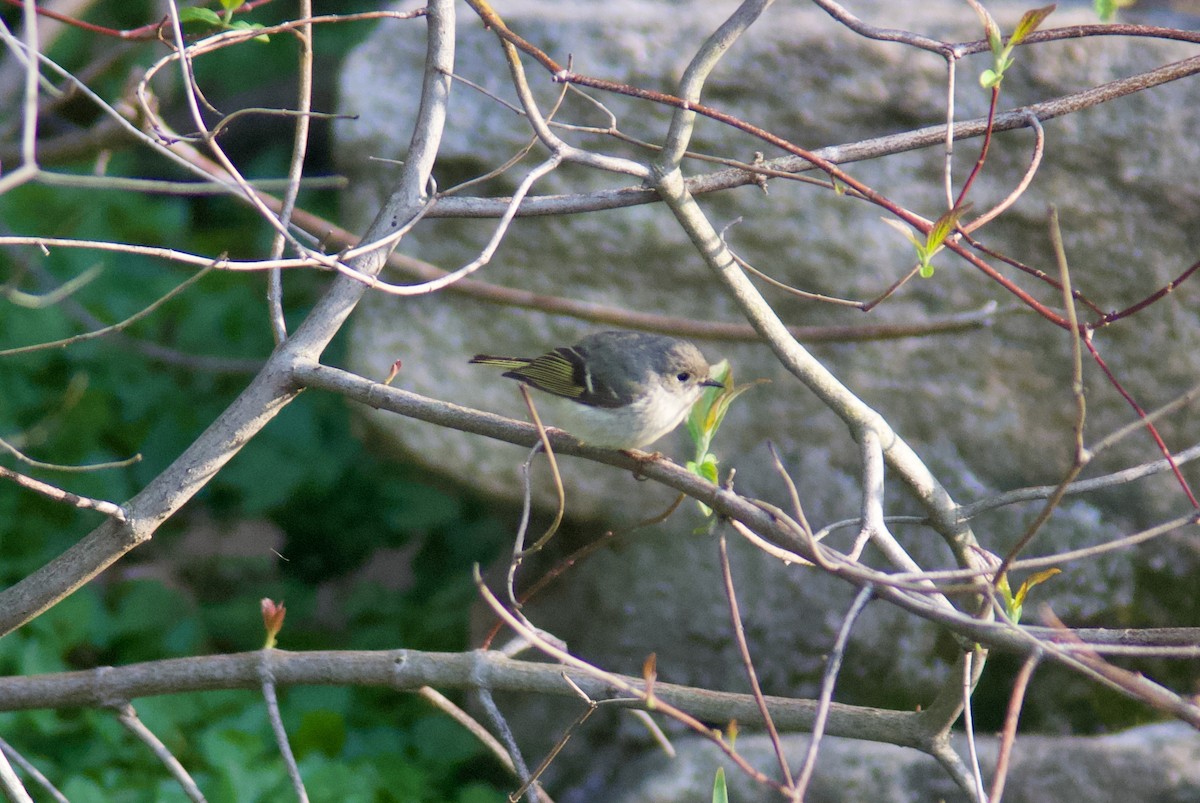 Ruby-crowned Kinglet - Jasper Weinberg