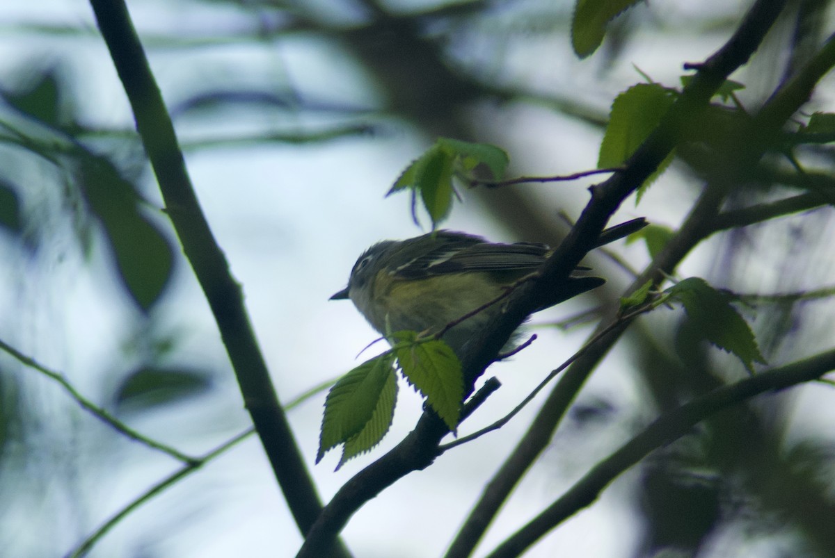 Blue-headed Vireo - ML618337618