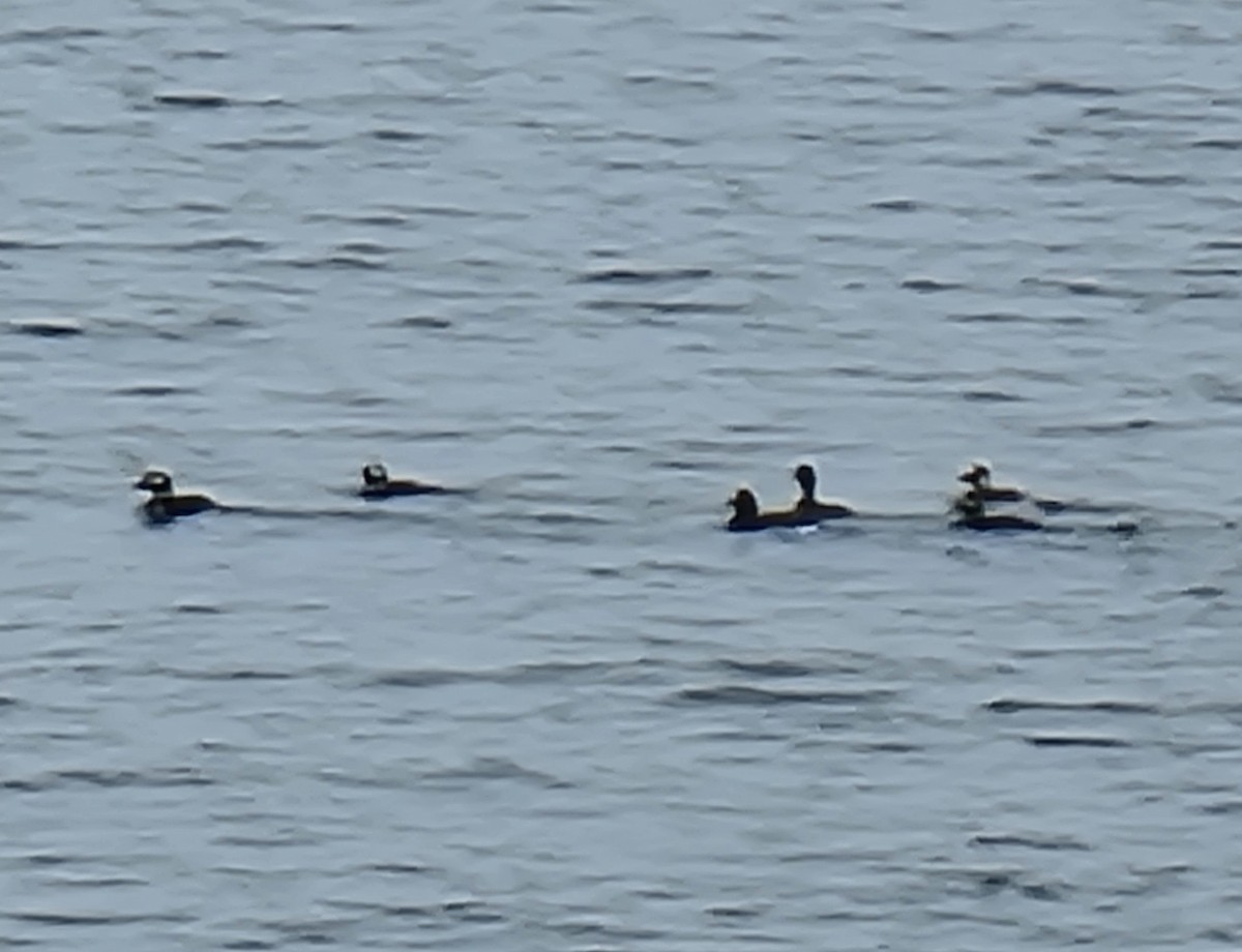 Long-tailed Duck - ML618337621