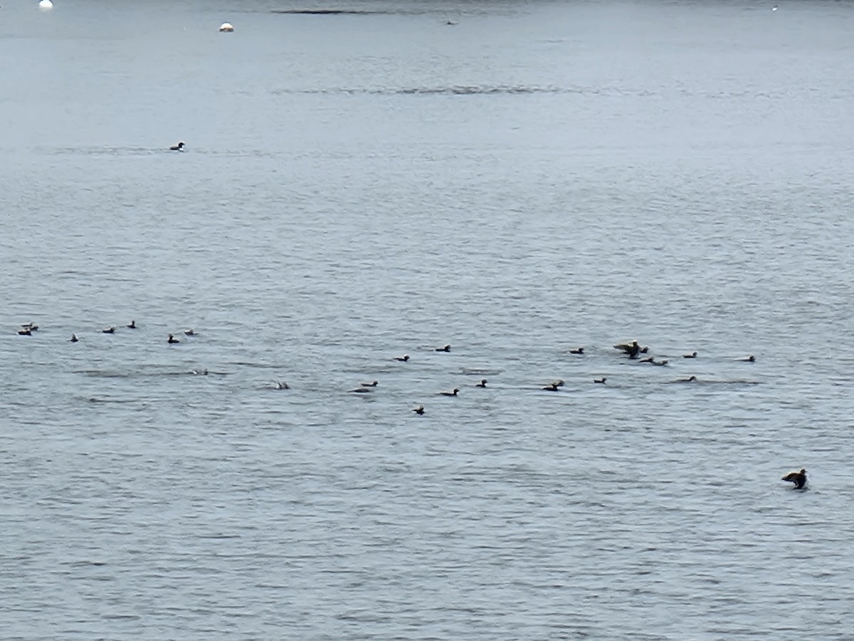 Long-tailed Duck - Kathie Brown