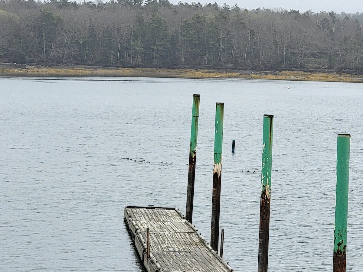 Long-tailed Duck - ML618337625