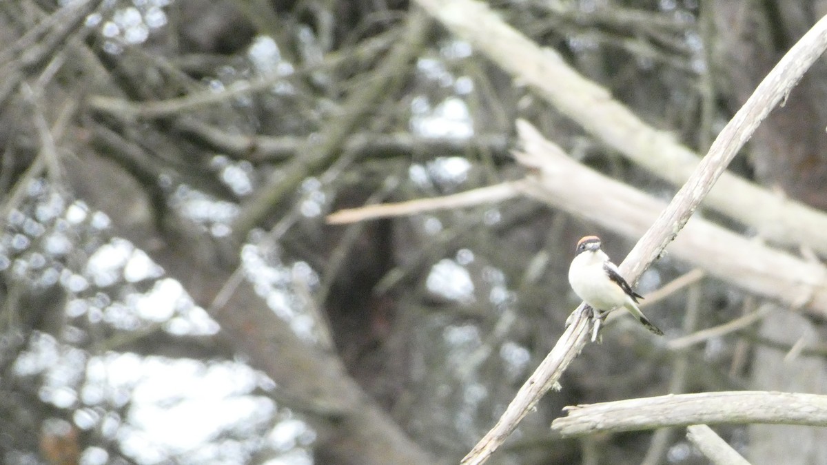 Woodchat Shrike - ML618337631