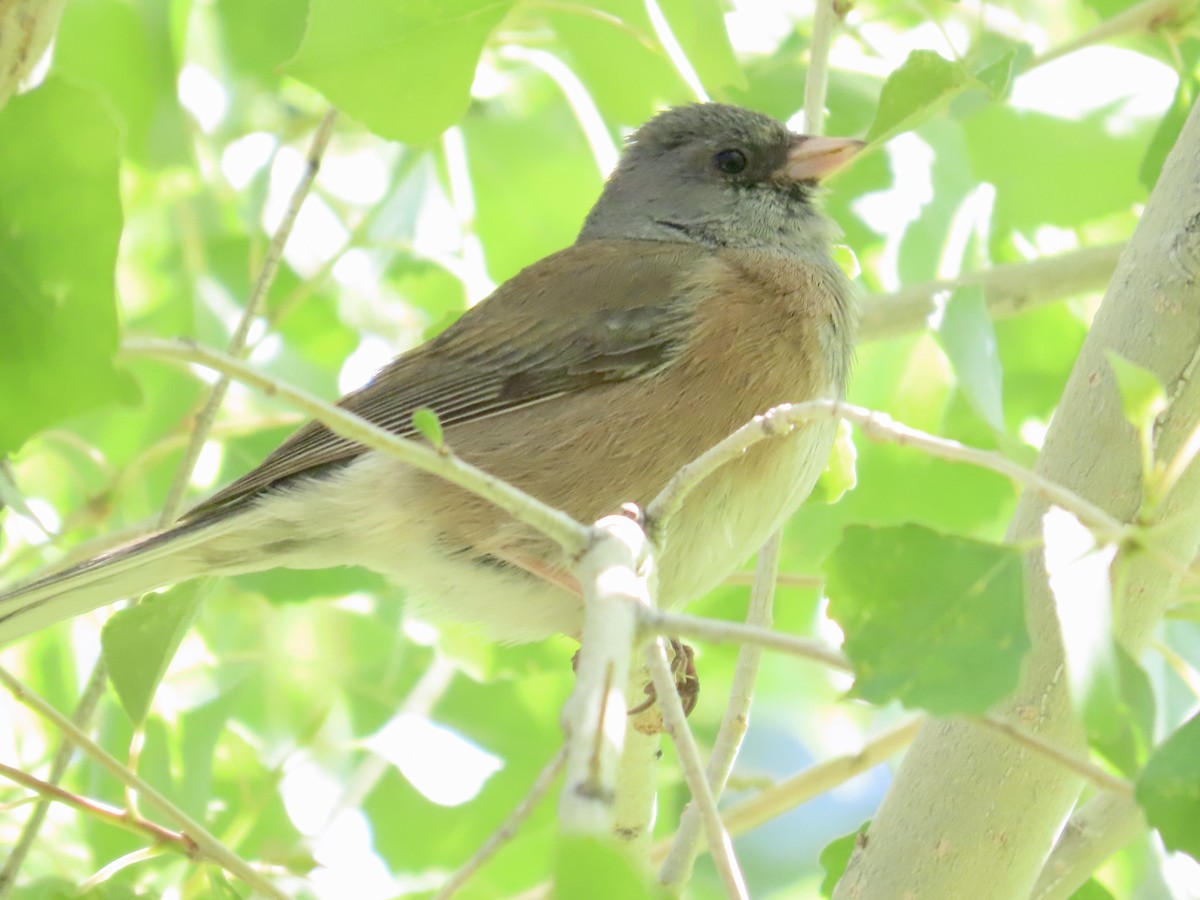 Dark-eyed Junco (Pink-sided) - Carol Comeau