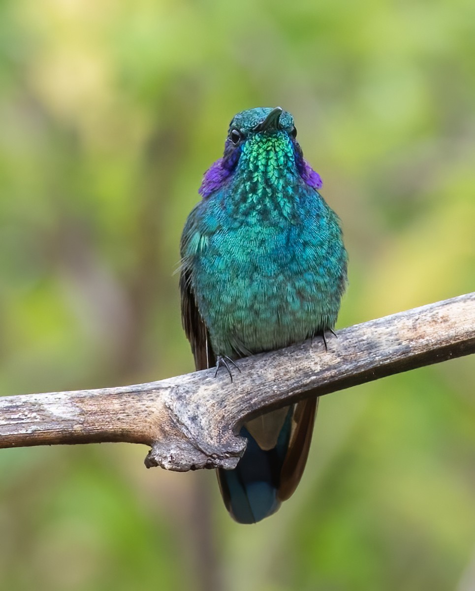 Lesser Violetear - ML618337725