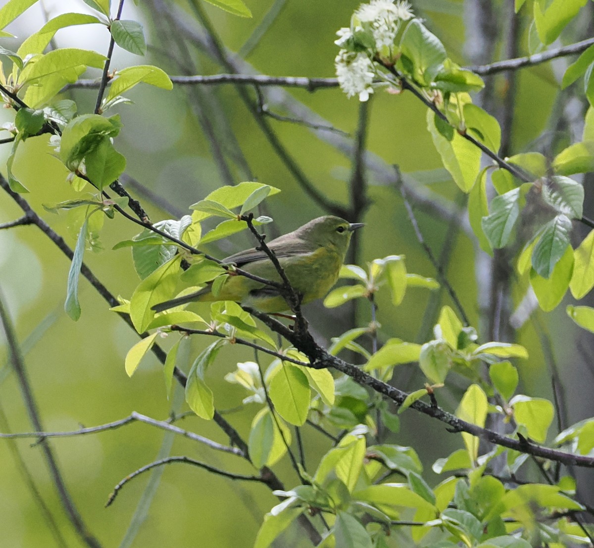 Orange-crowned Warbler - Veronica Goidanich