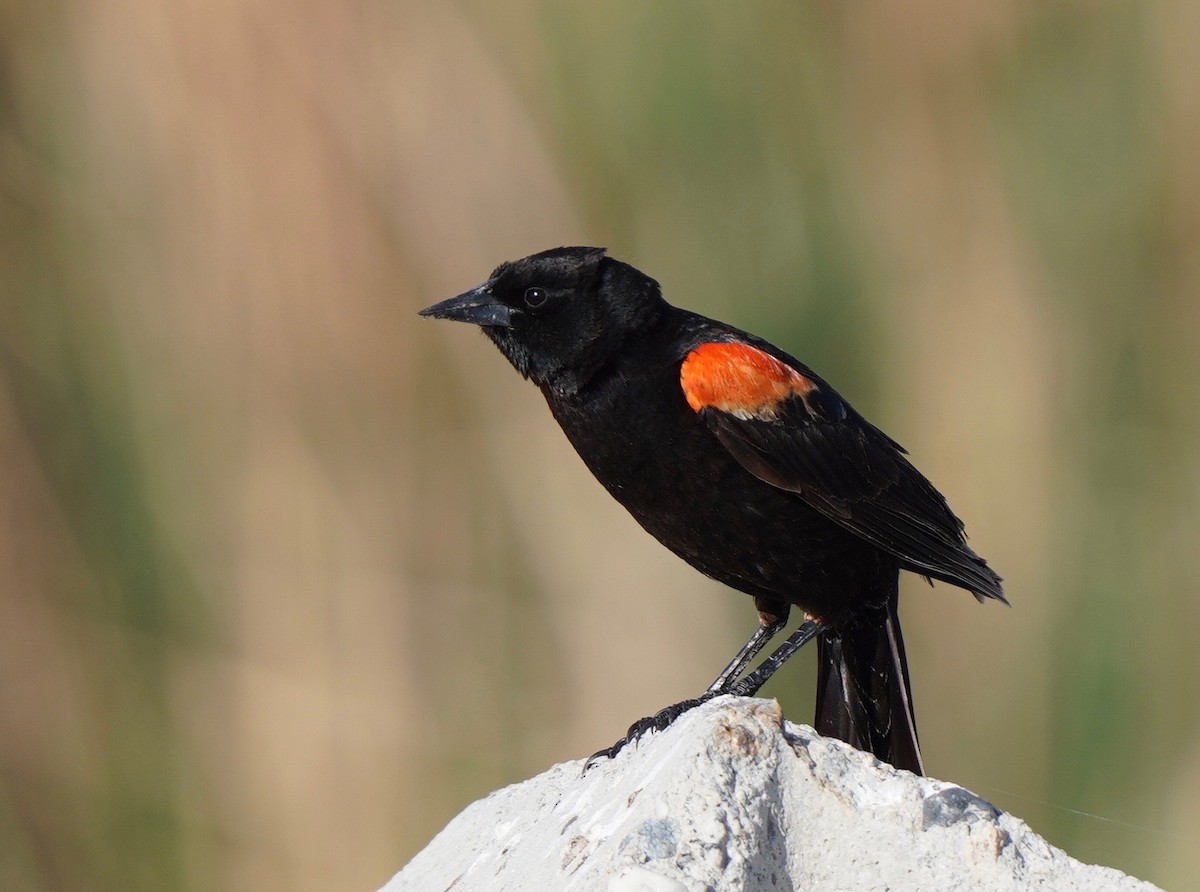 Red-winged Blackbird - Sibylle Hechtel