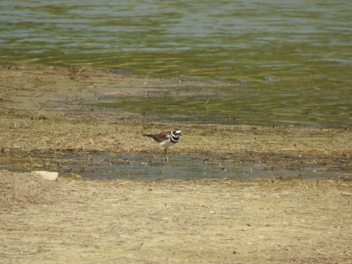 Killdeer - Ron Marek