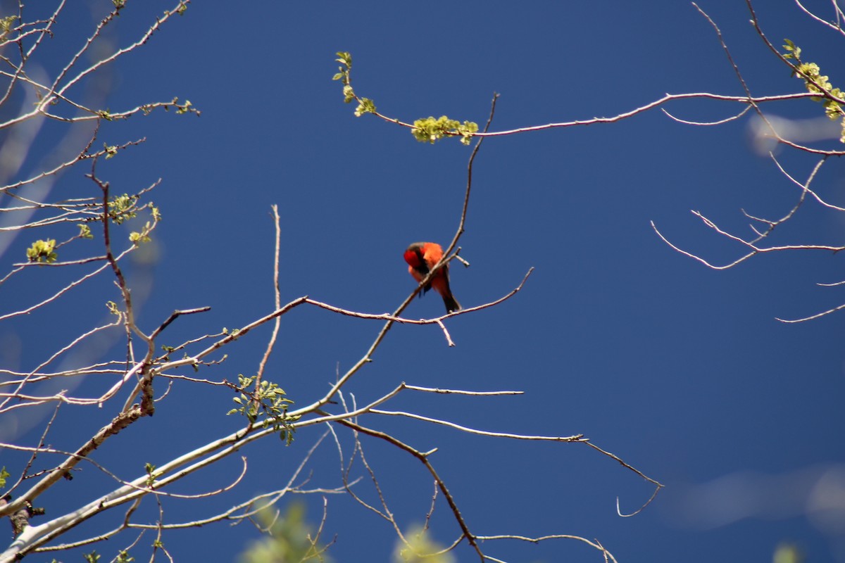 Vermilion Flycatcher - Carl Ingwell