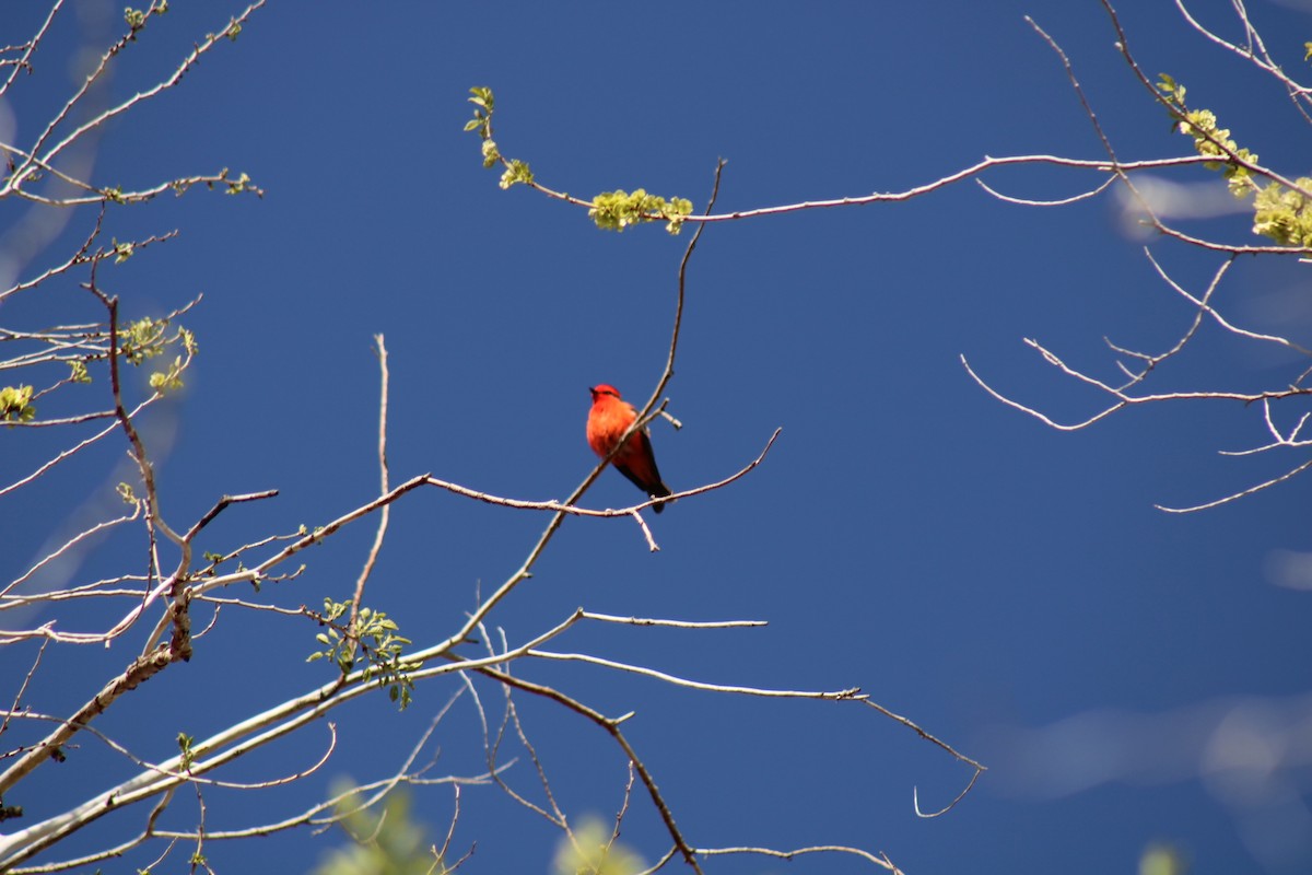 Vermilion Flycatcher - Carl Ingwell