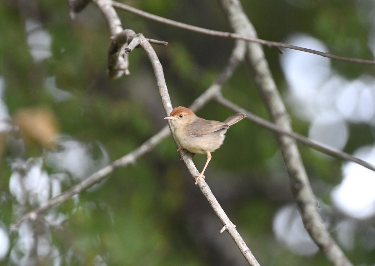 Cisticole à couronne rousse - ML618337804