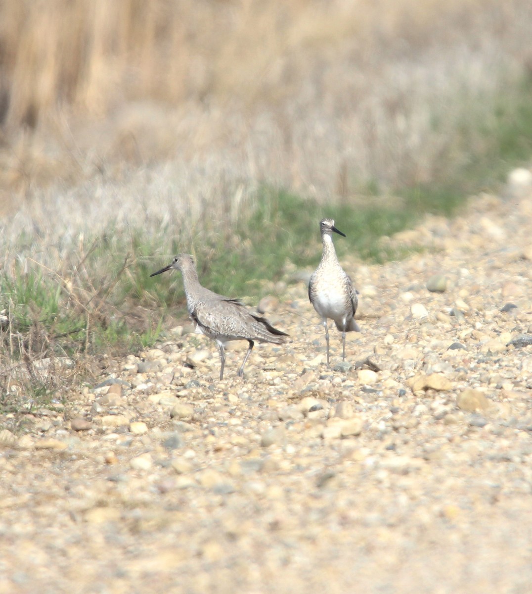 Willet - Gavin Rodning