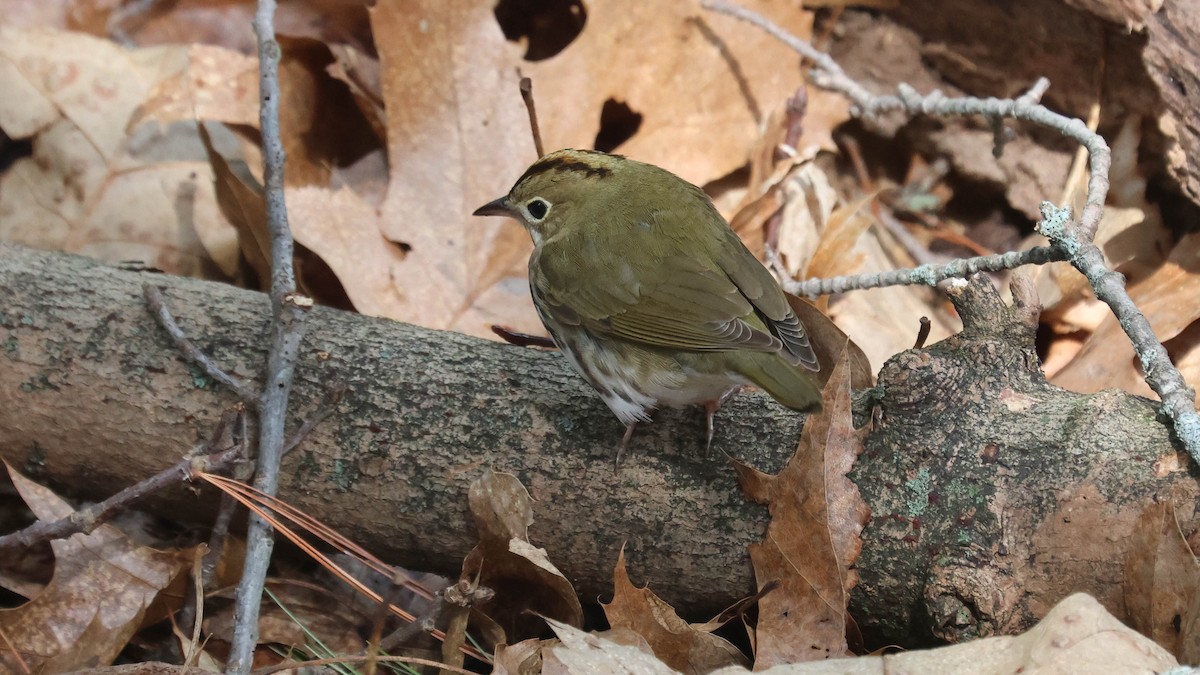 Paruline couronnée - ML618337820