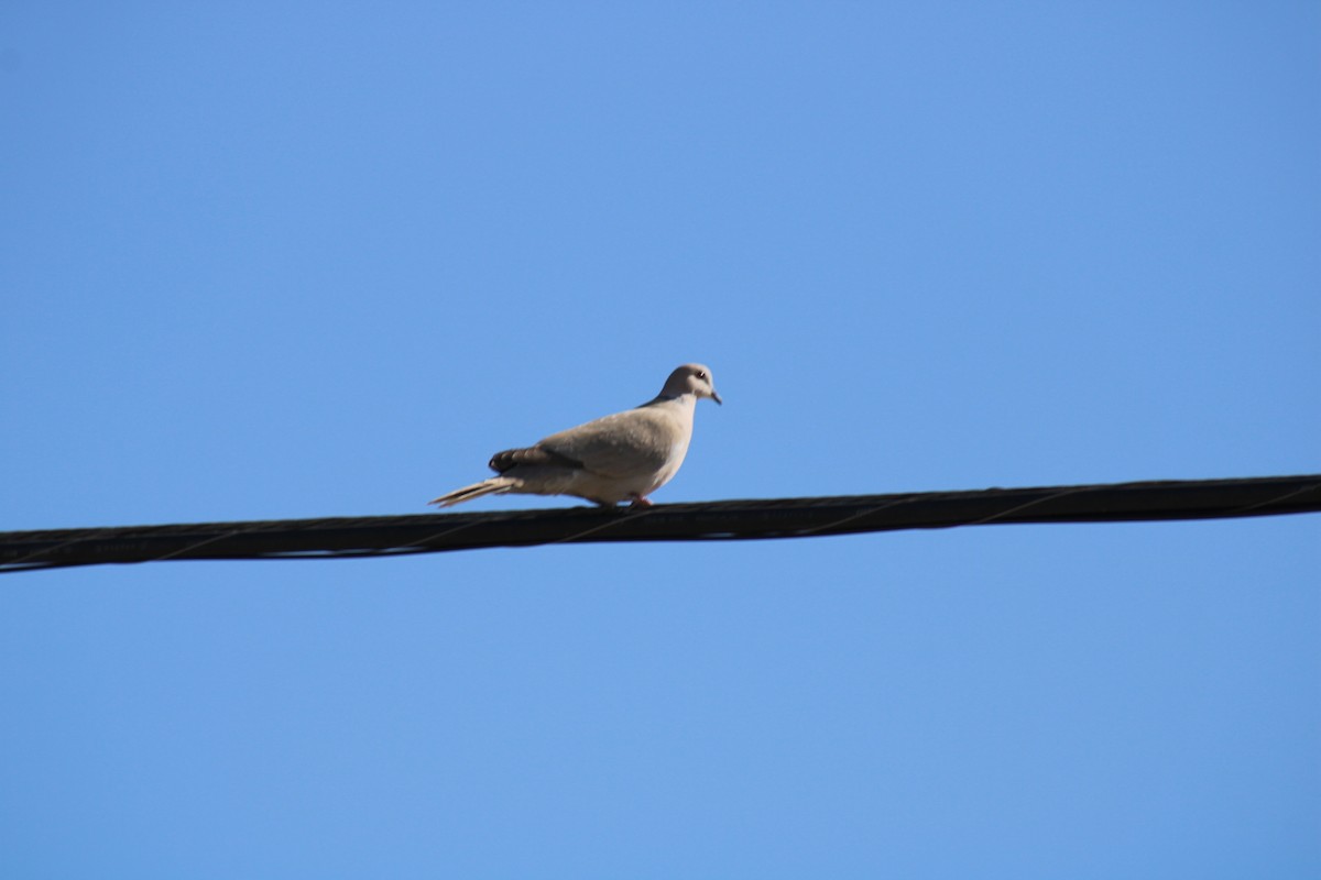 Eurasian Collared-Dove - Carl Ingwell