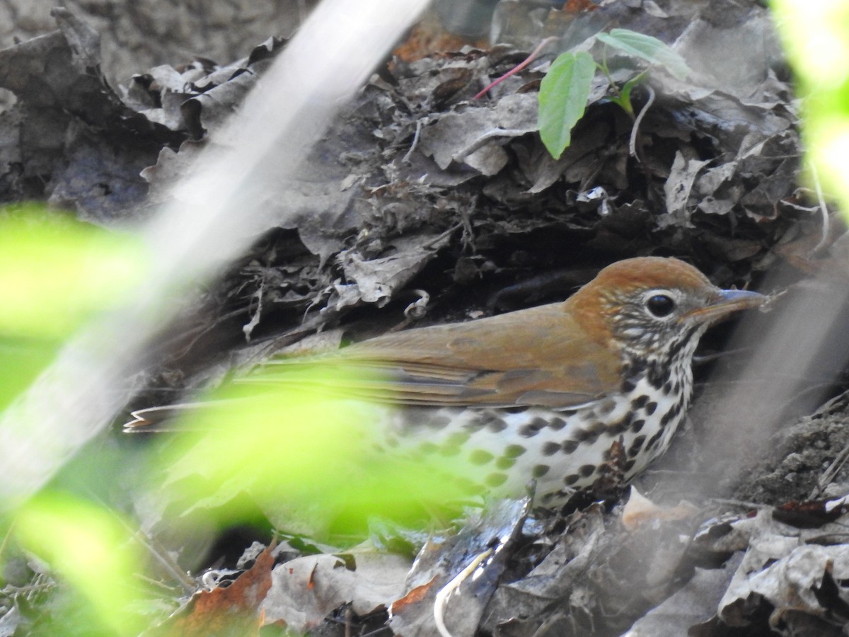 Wood Thrush - ML618337878