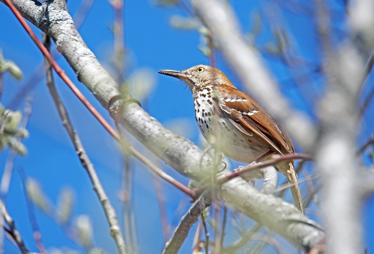 Brown Thrasher - ML618337887