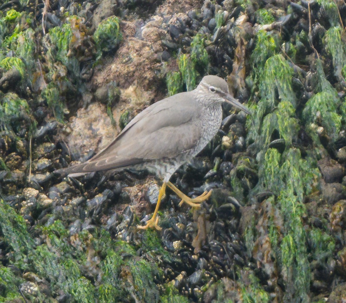 Wandering Tattler - ML618337920